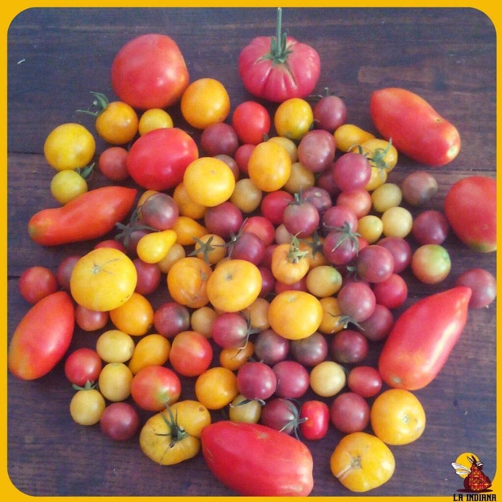 tipos de tomates
