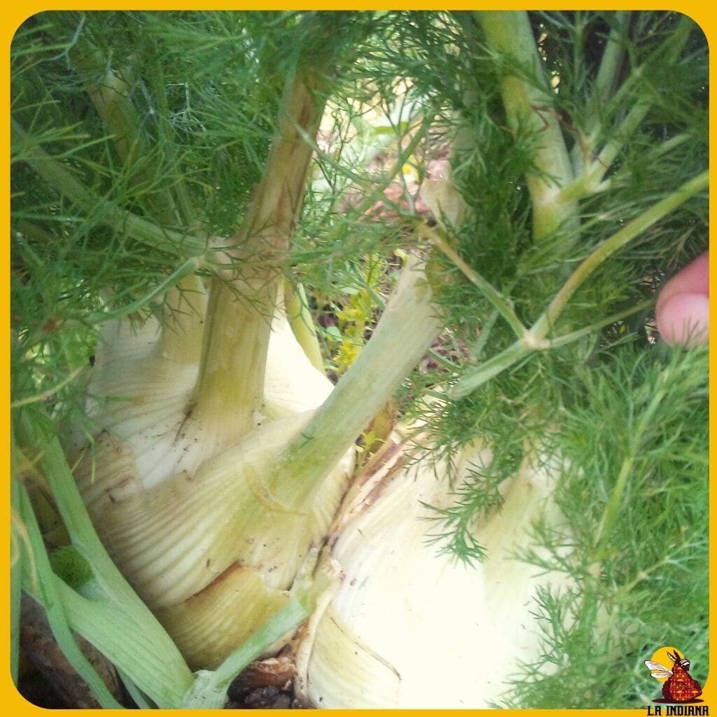 variedades de hinojo