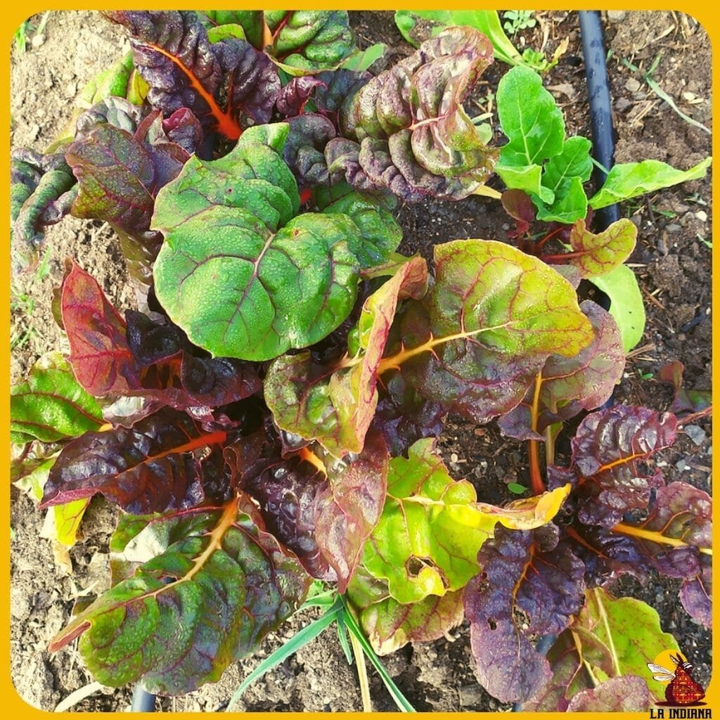 variedades de acelgas