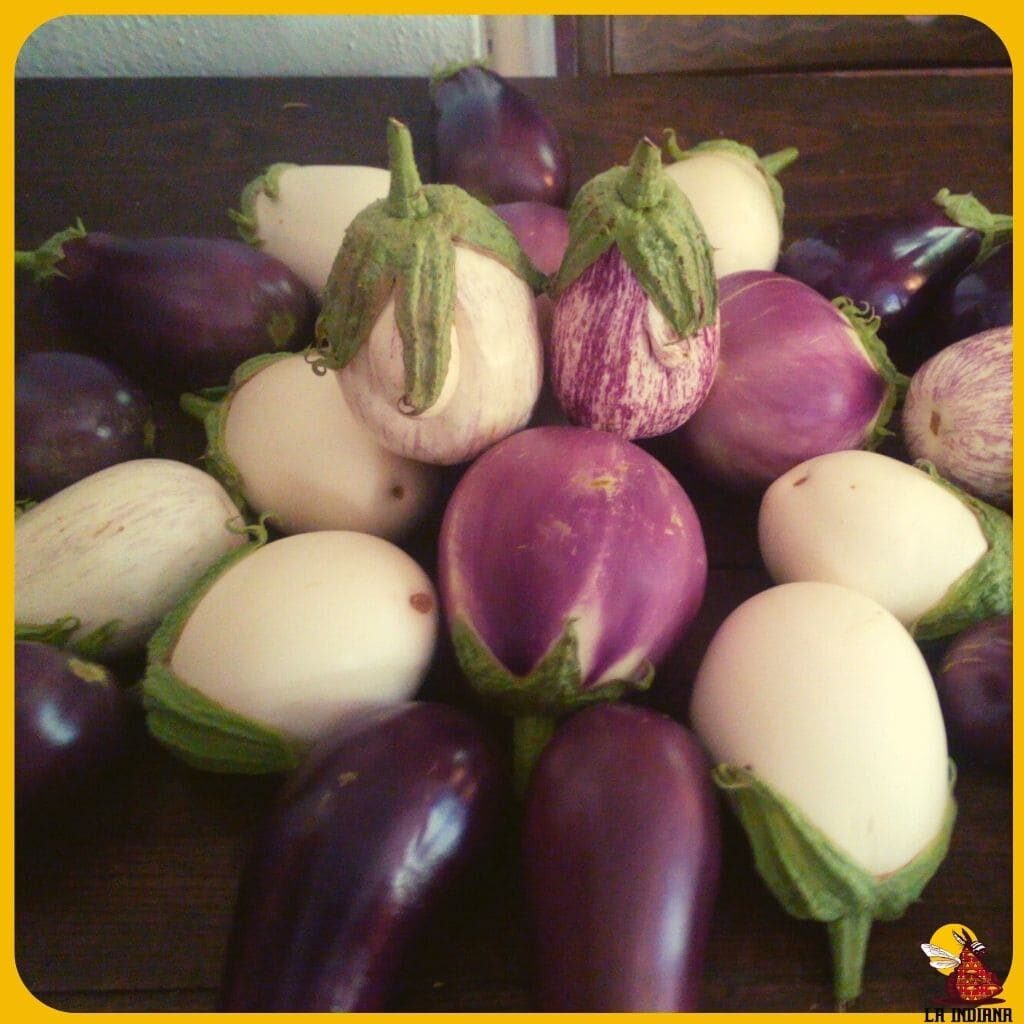 comprar semillas de berenjenas