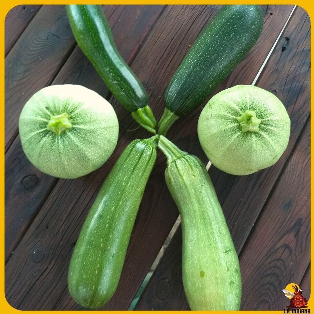 variedades de calabacín