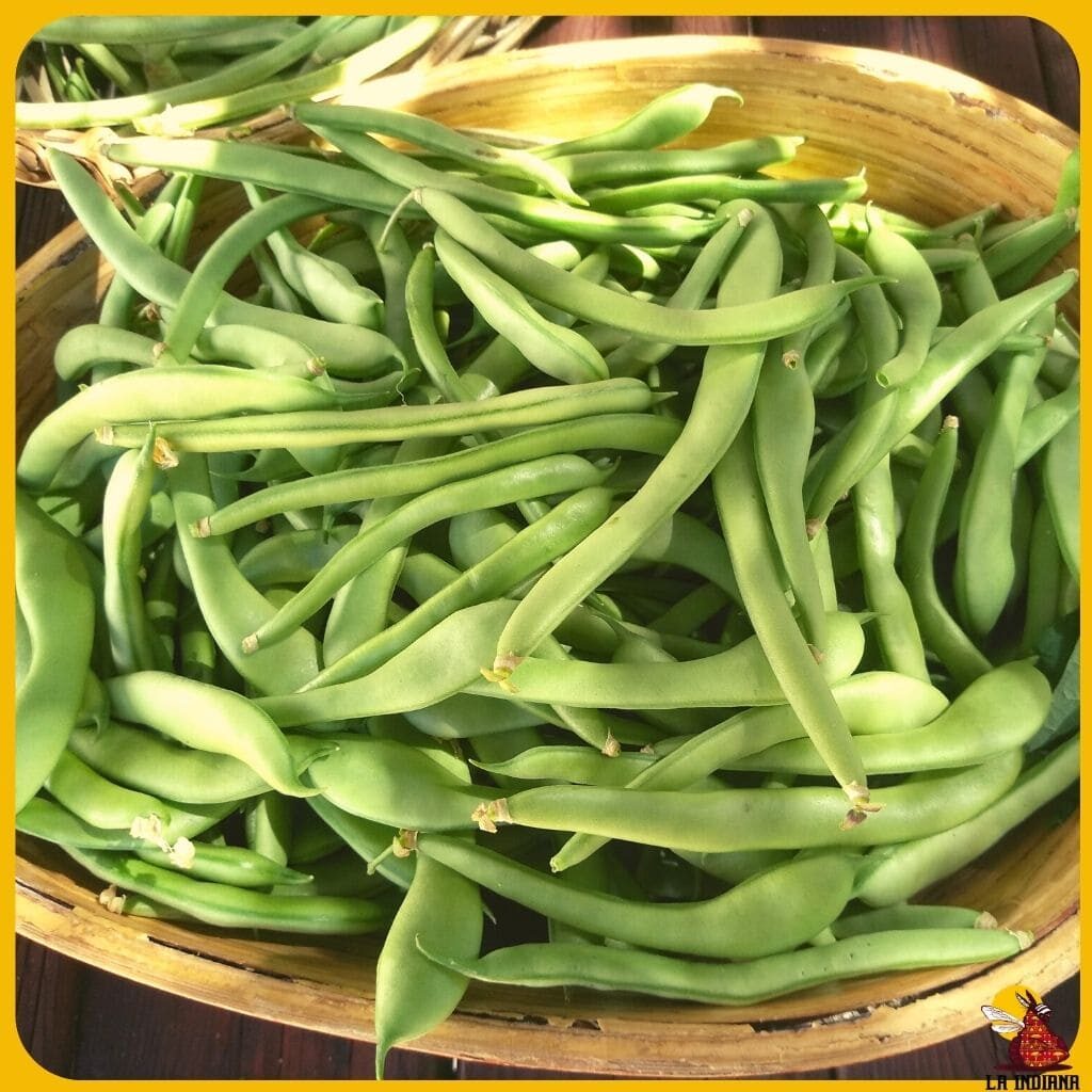 variedades de judías