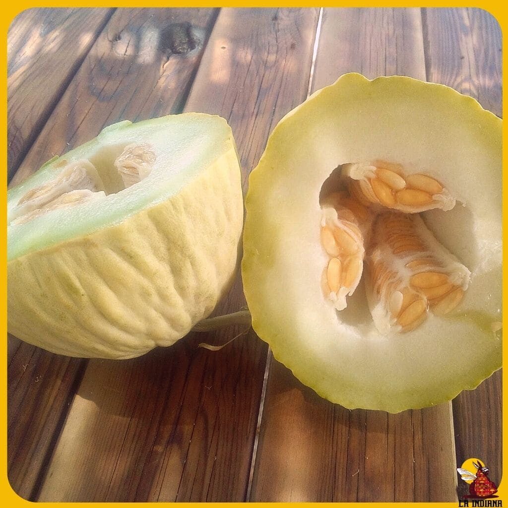 variedades de melones