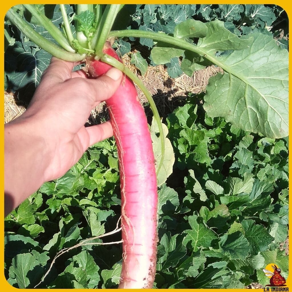 variedades de rábanos