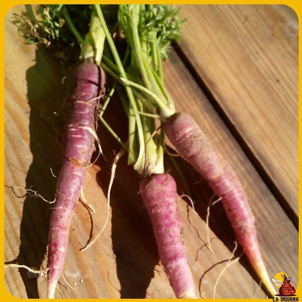 variedades de zanahoria