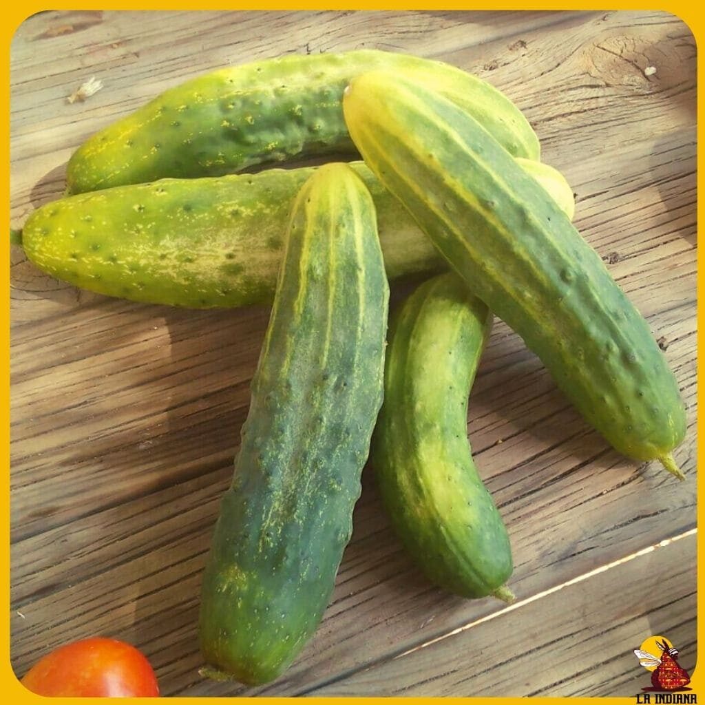 variedades de pepinos