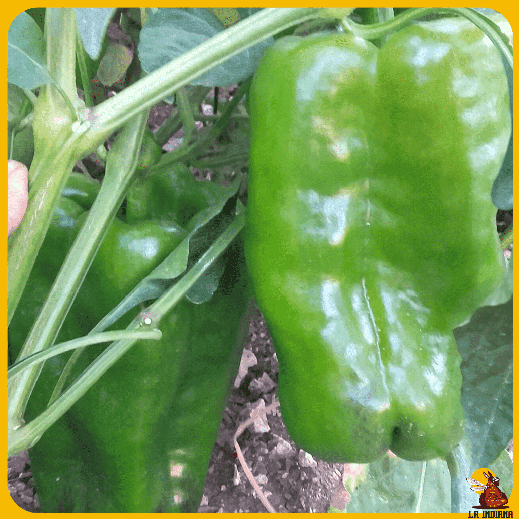 comprar semillas pimiento asar hocico de buey