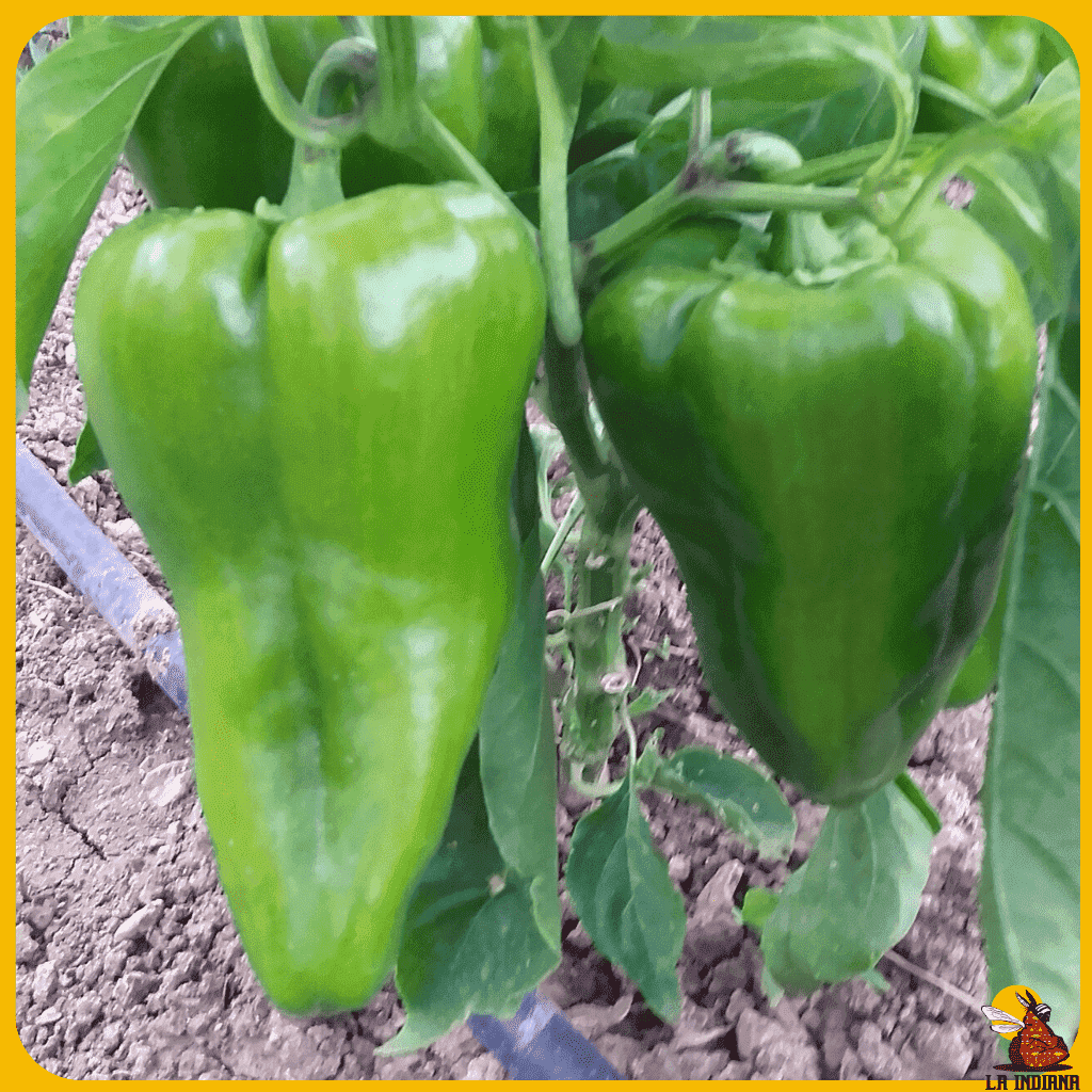 comprar semillas pimiento de asar de pico