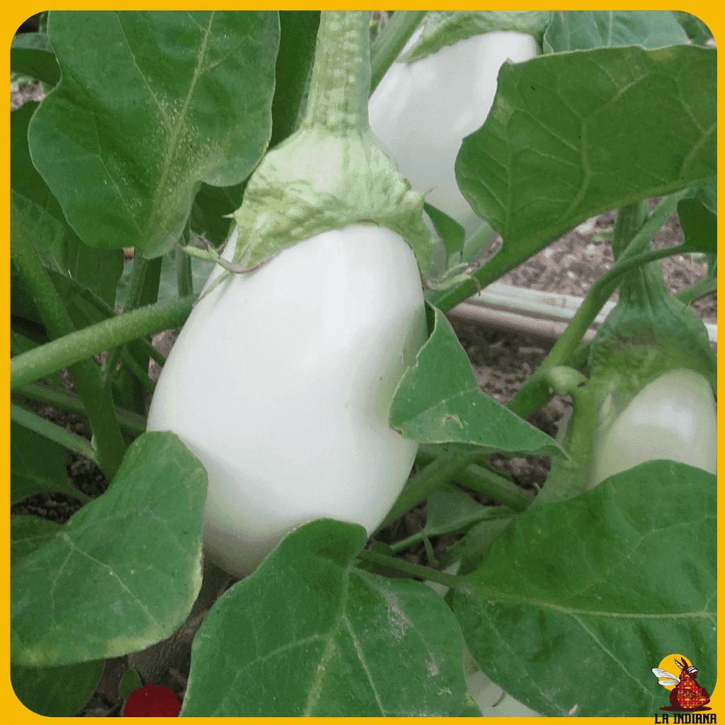 comprar semillas berenjena blanca
