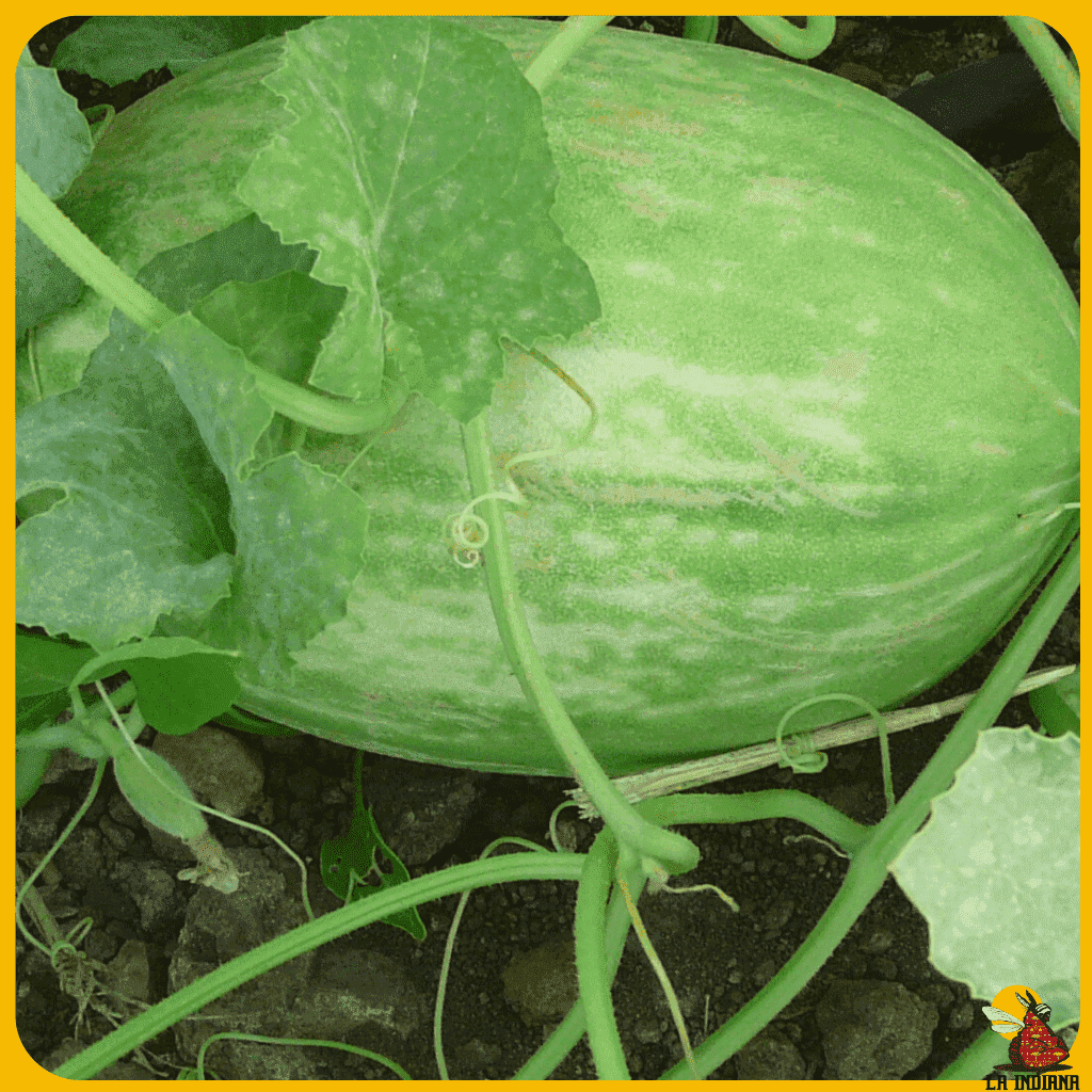 comprar semillas de melón blanco de alcalá