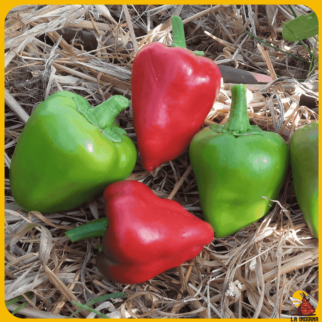 comprar semillas pimiento bola rojo
