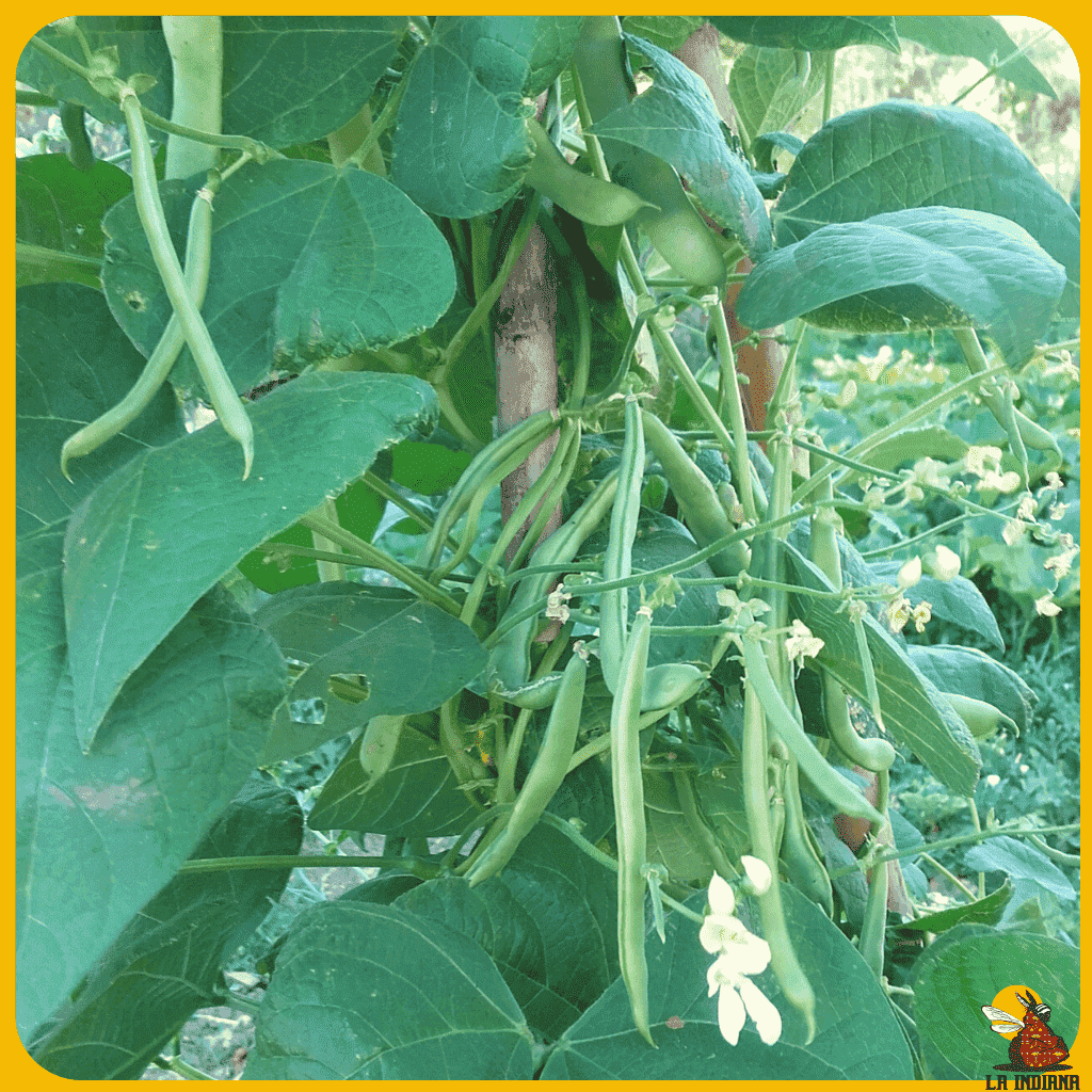 comprar semillas de judía caobeña