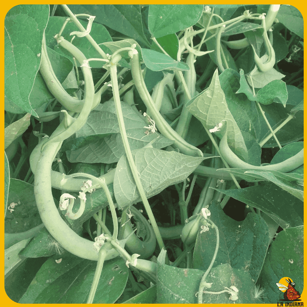 comprar semillas de judias de cadiz