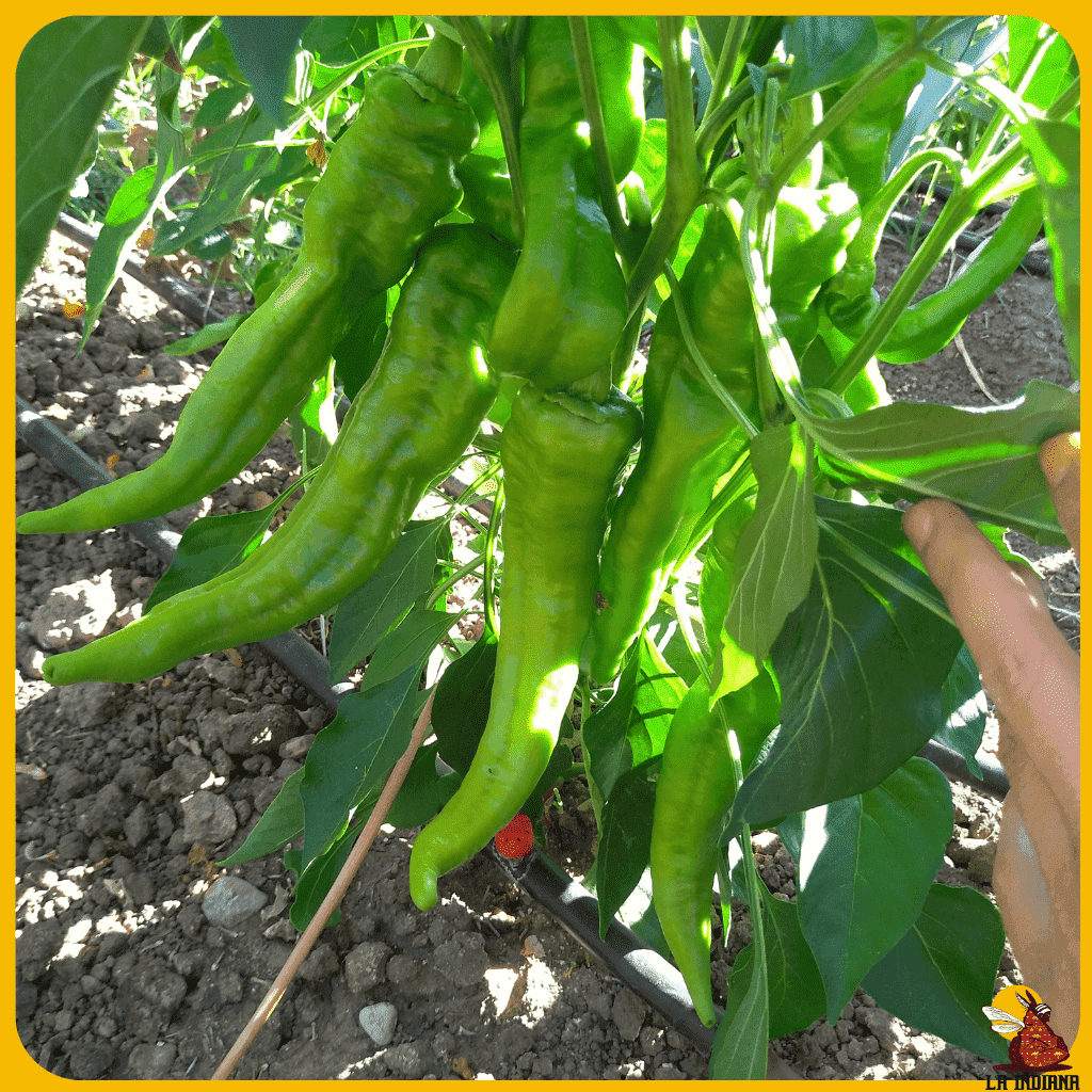 comprar semillas pimiento cuerno de toro