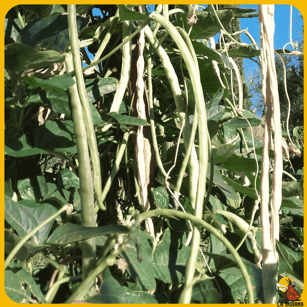 comprar semillas de judía de a metro