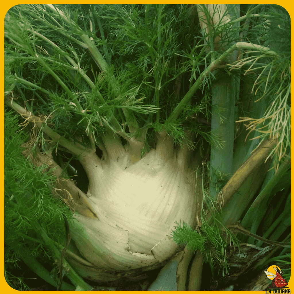 comprar semillas de hinojo