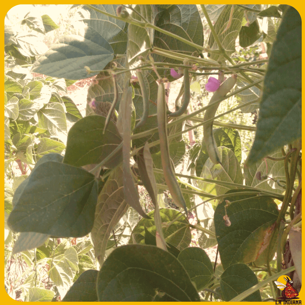 comprar semillas de judía negra