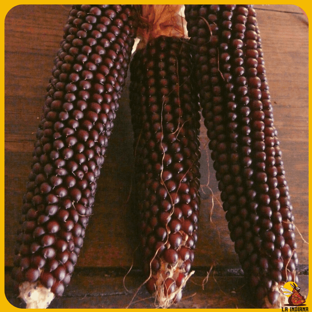 comprar semillas de maiz de palomitas