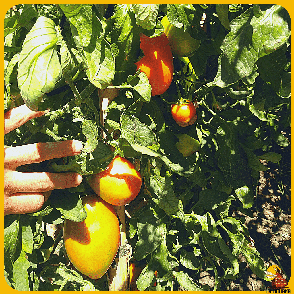 comprar semillas de tomate pera