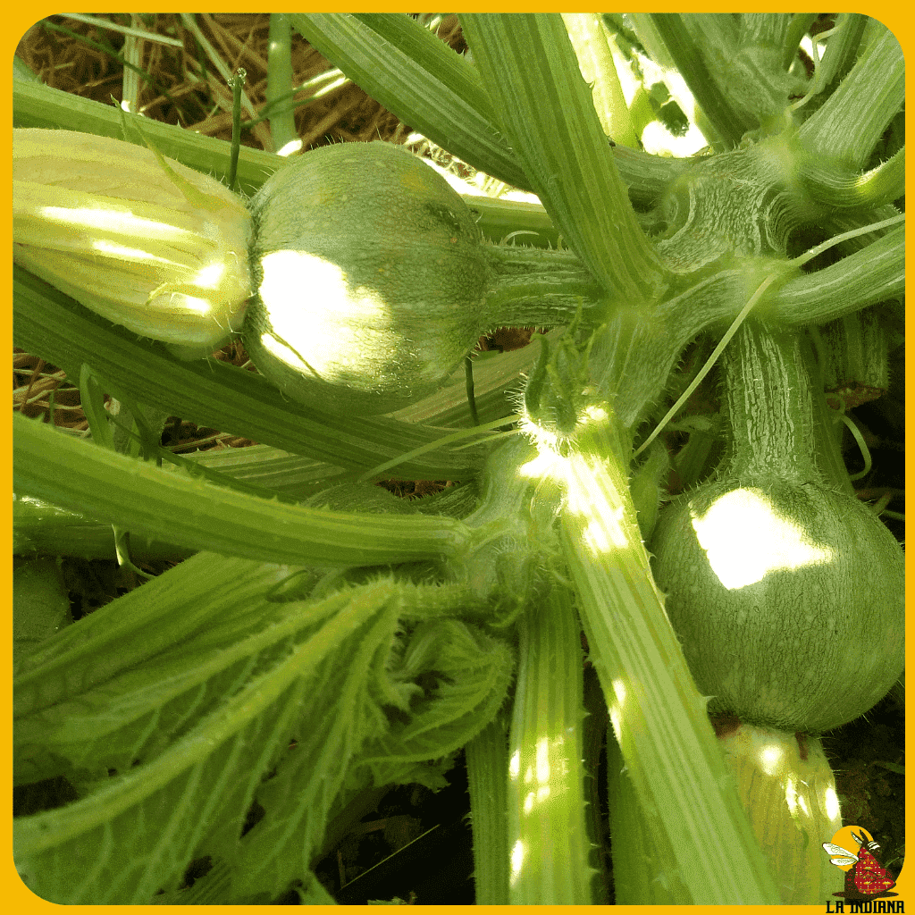 comprar semillas de calabacín redondo