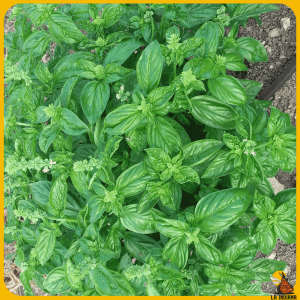 comprar semillas de albahaca genovesa