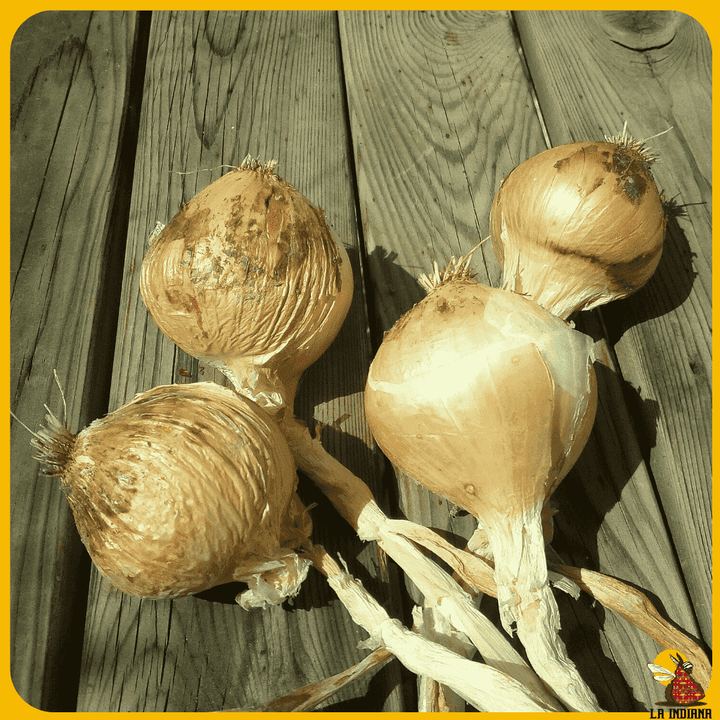 comprar semillas de cebolla babosa