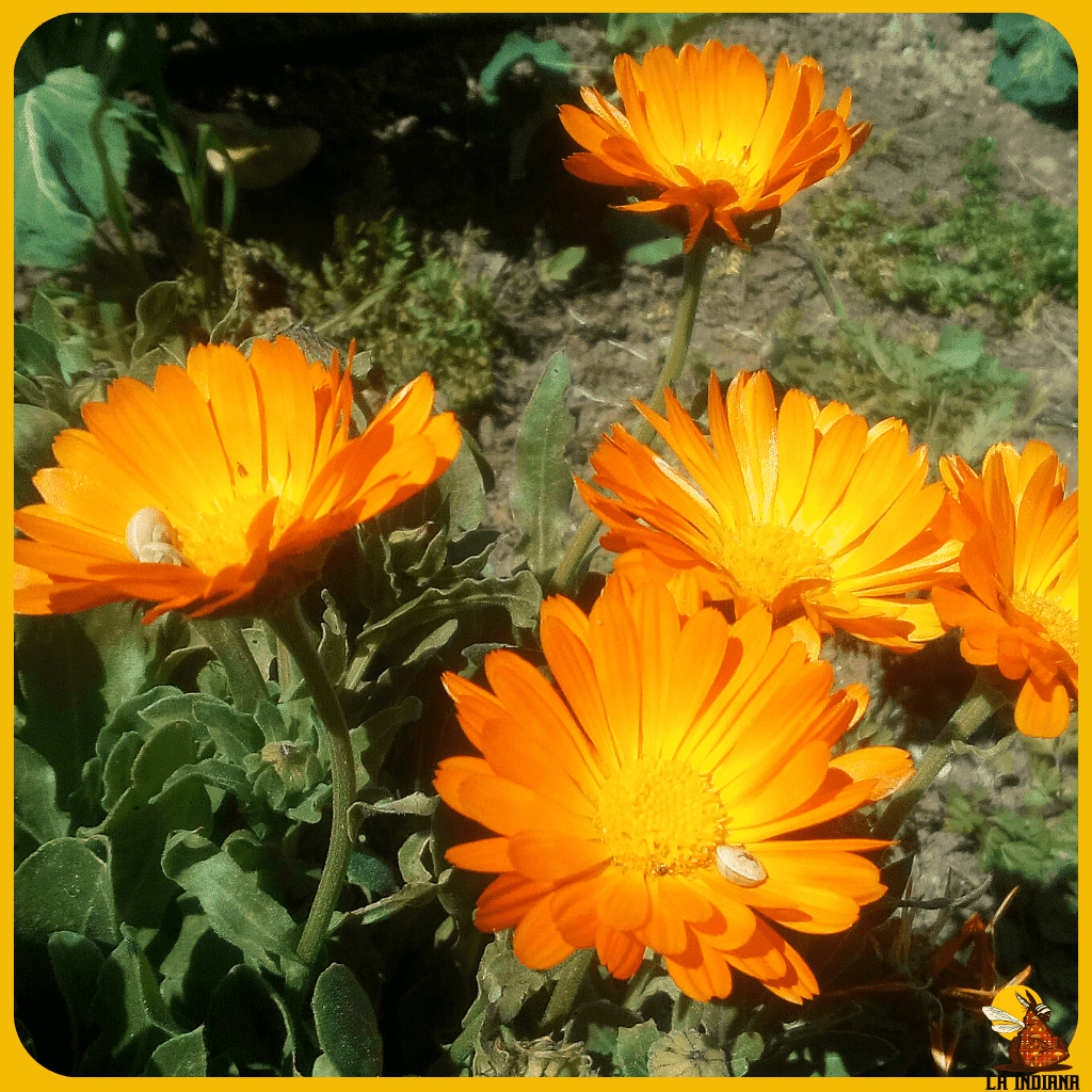 comprar semillas de flores de calendula