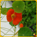 comprar semillas de flores de capuchina