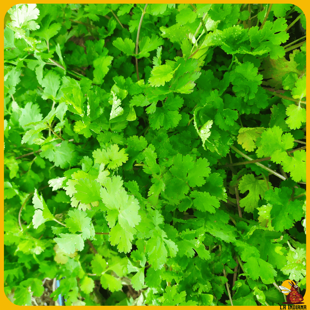 comprar semillas de cilantro
