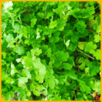 comprar semillas de cilantro