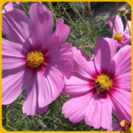 comprar semillas de flores de cosmos