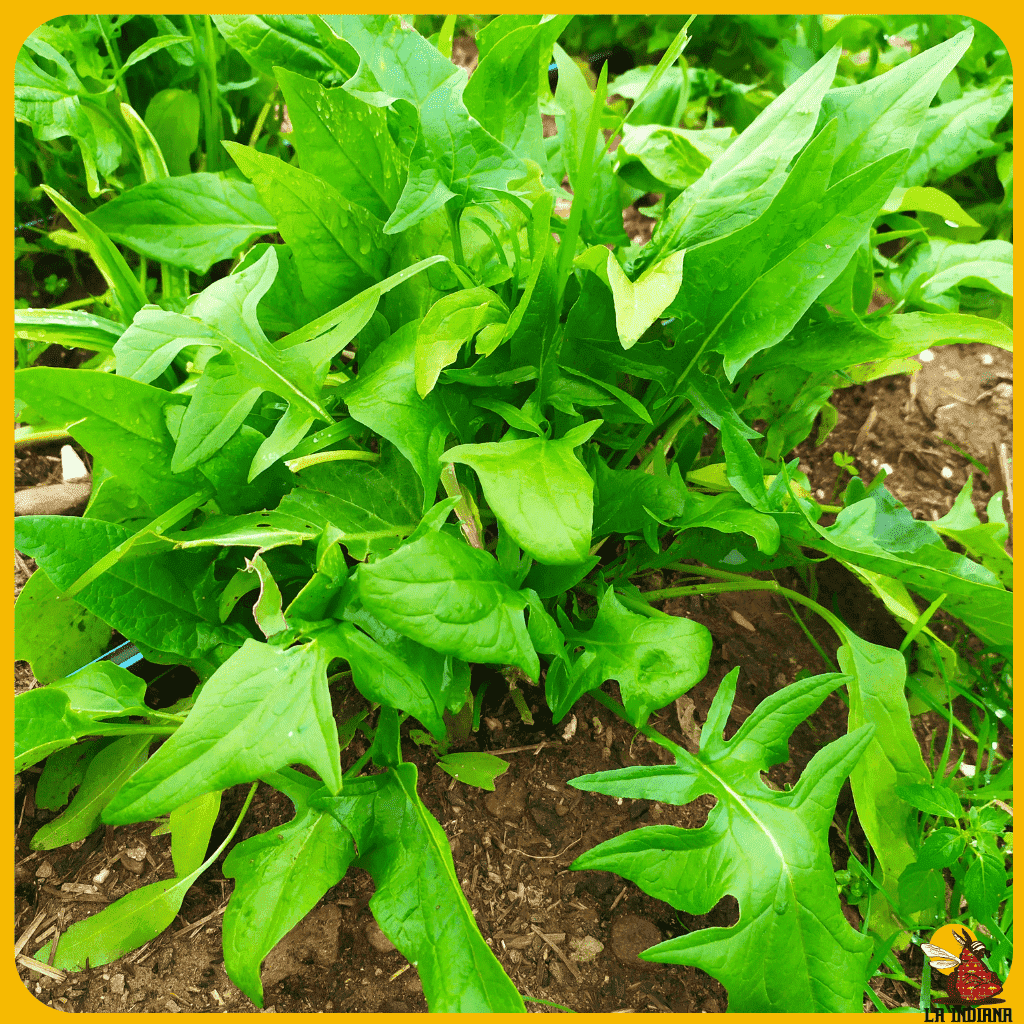 comprar semillas de espinacas