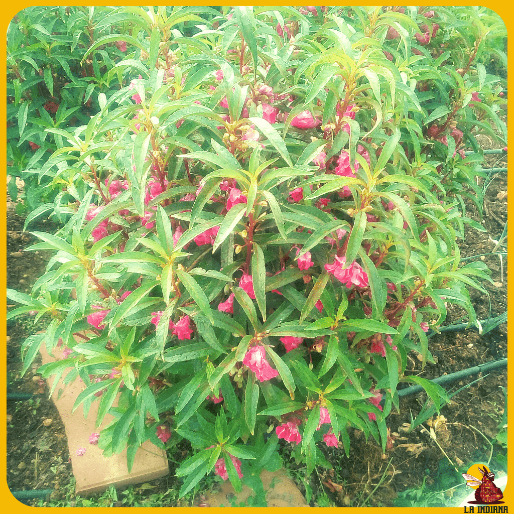 comprar semillas de flores de gala francia