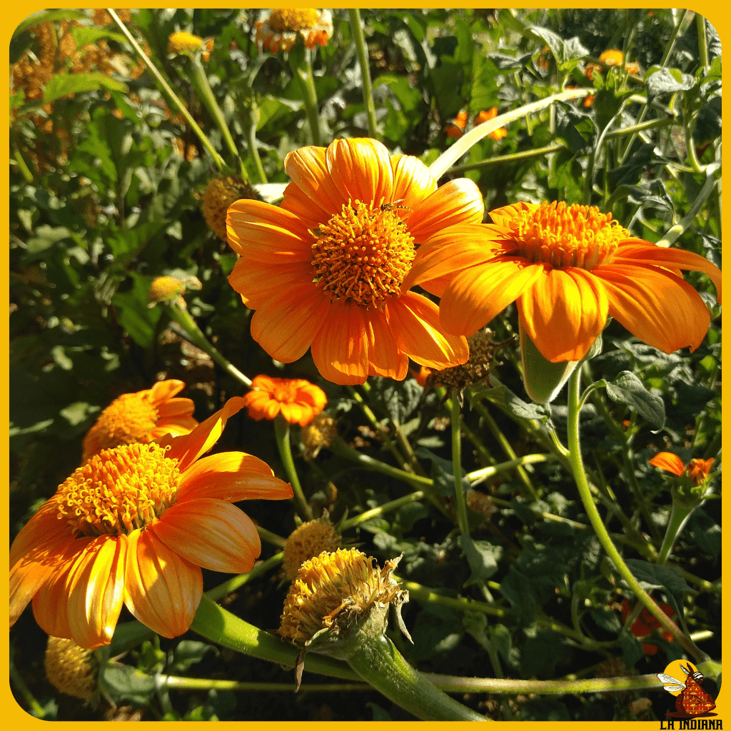 comprar semillas de flores de girasol mexicano