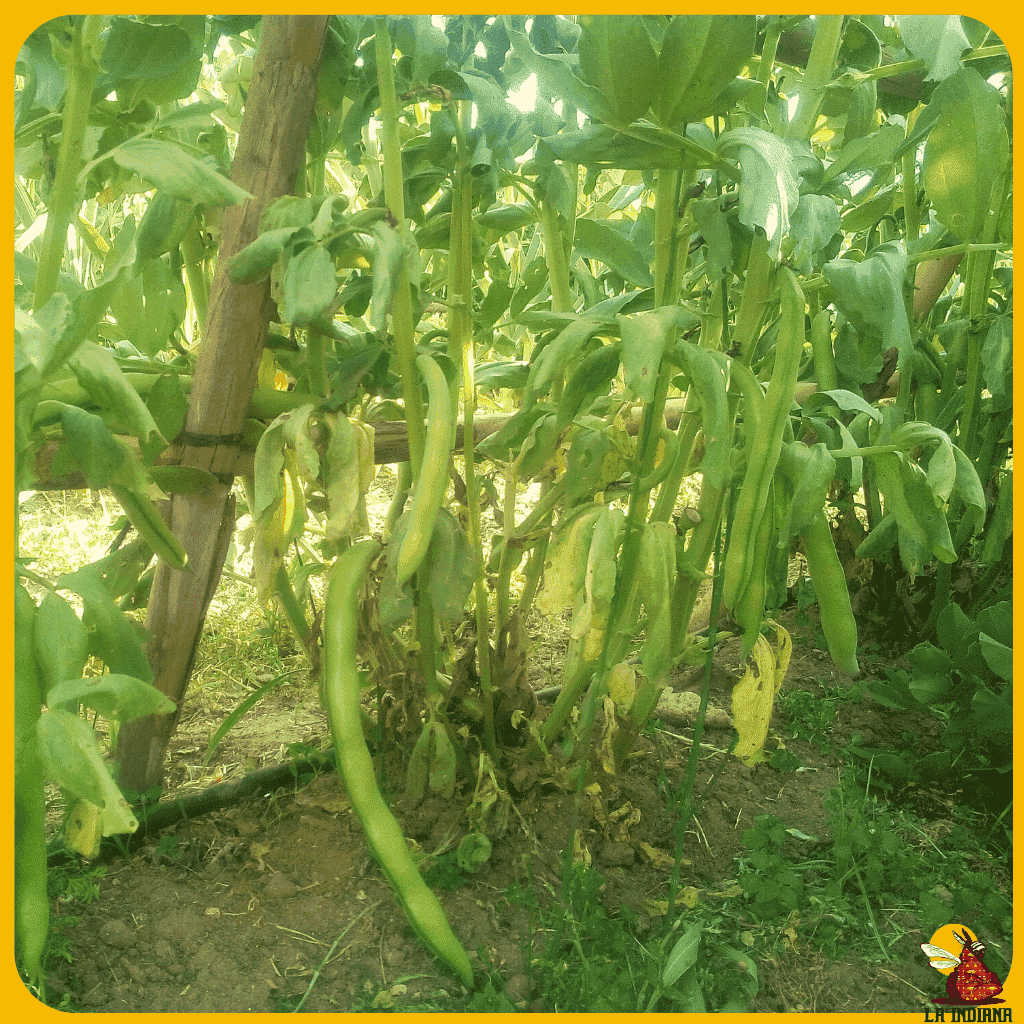 comprar semillas de habas de siete pipas