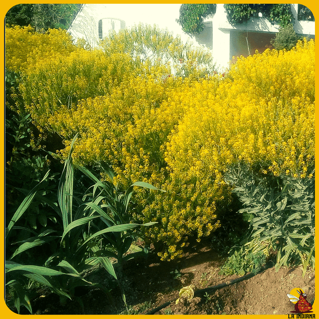 comprar semillas de flores de hierba pastel