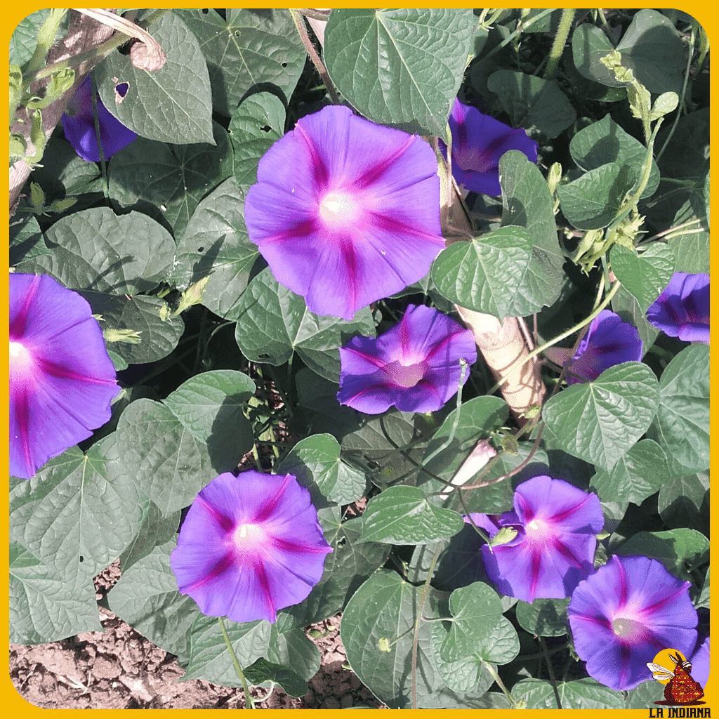 comprar semillas de flores de ipomea