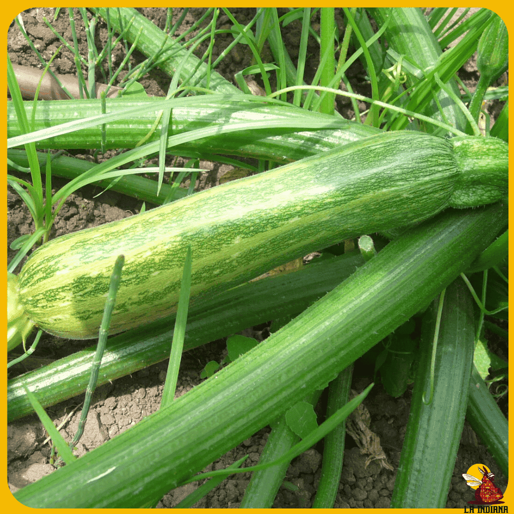 comprar semillas de calabacín listado