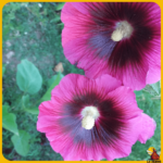 comprar semillas de flores de malva real
