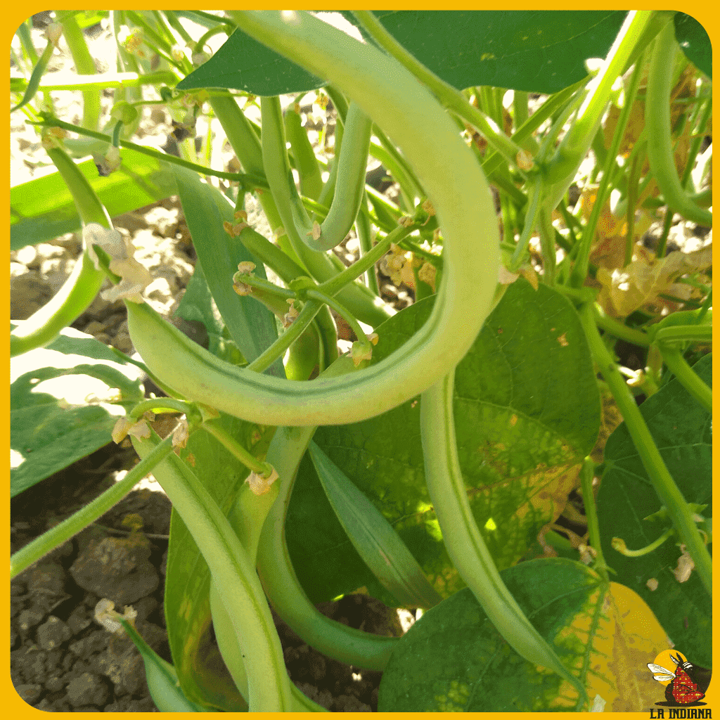 comprar semillas de judía mata baja