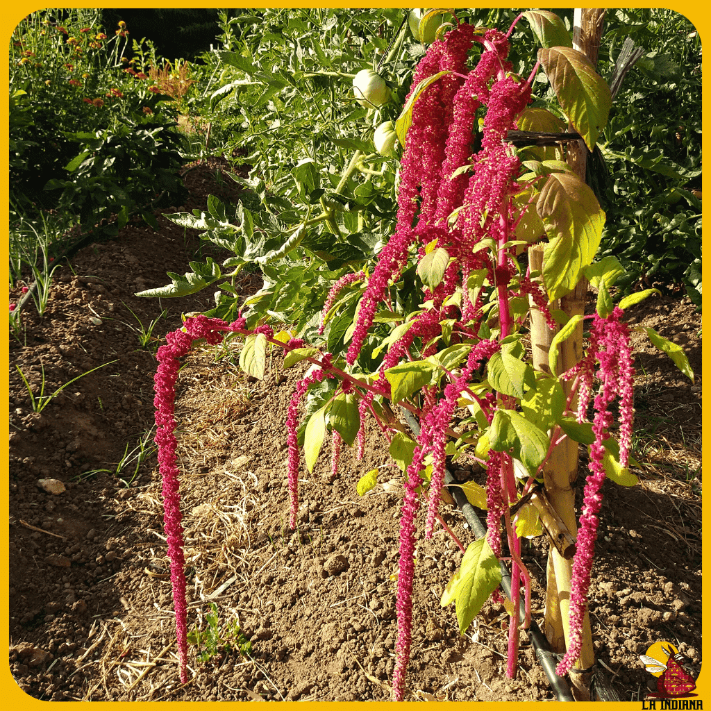 comprar semillas de flores de moco de pavo