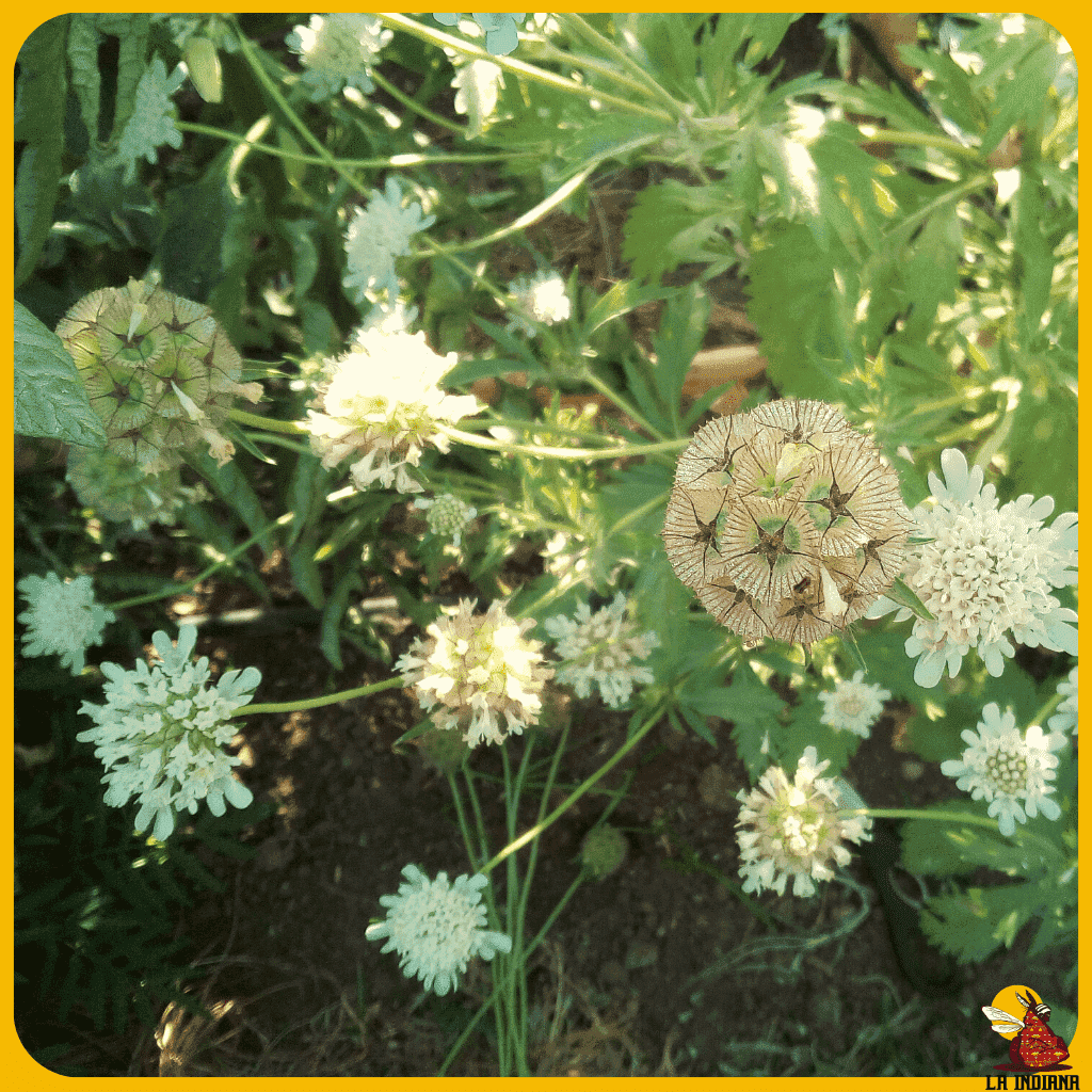 comprar semillas de flores de novia