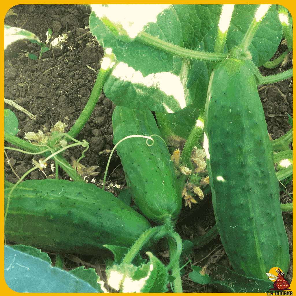 comprar semillas de pepino de los molinos