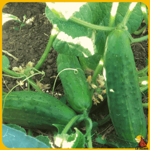 comprar semillas de pepino de los molinos