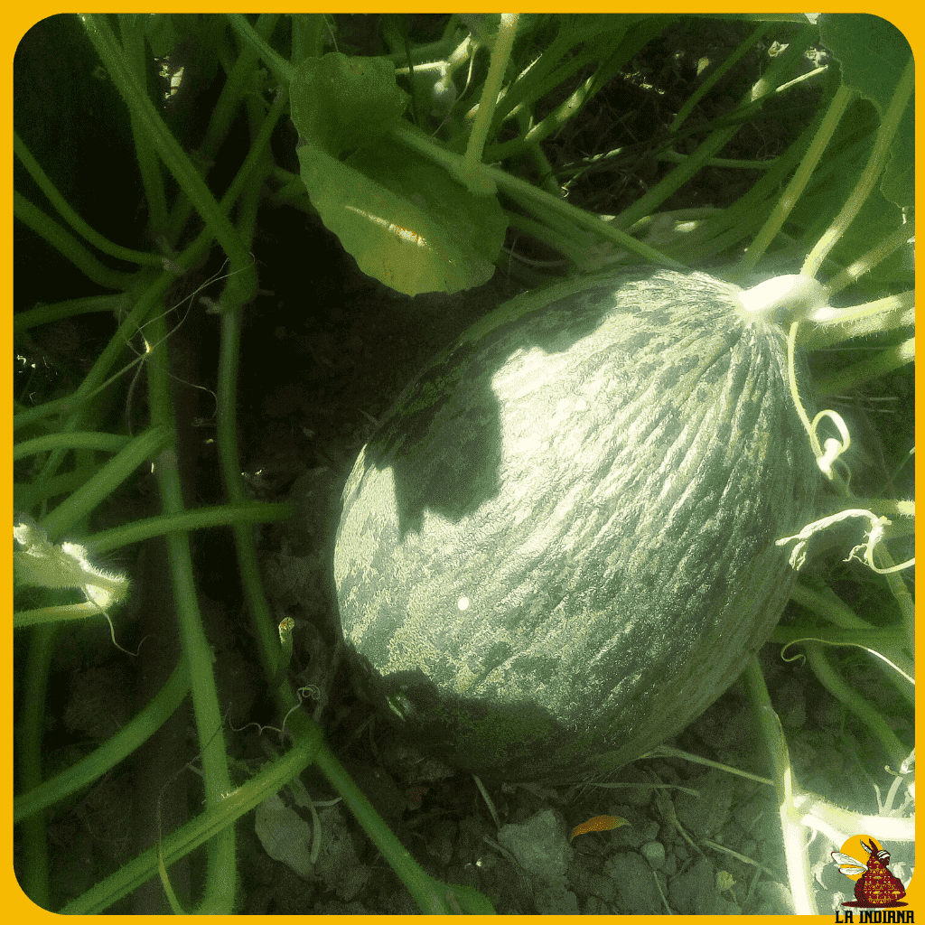 comprar semillas de melón piel de sapo