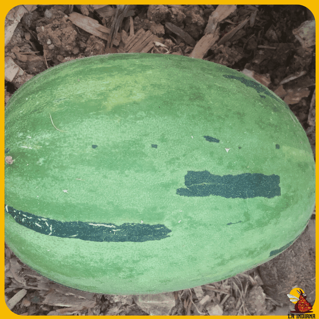 comprar semillas de melón pintado a rayas