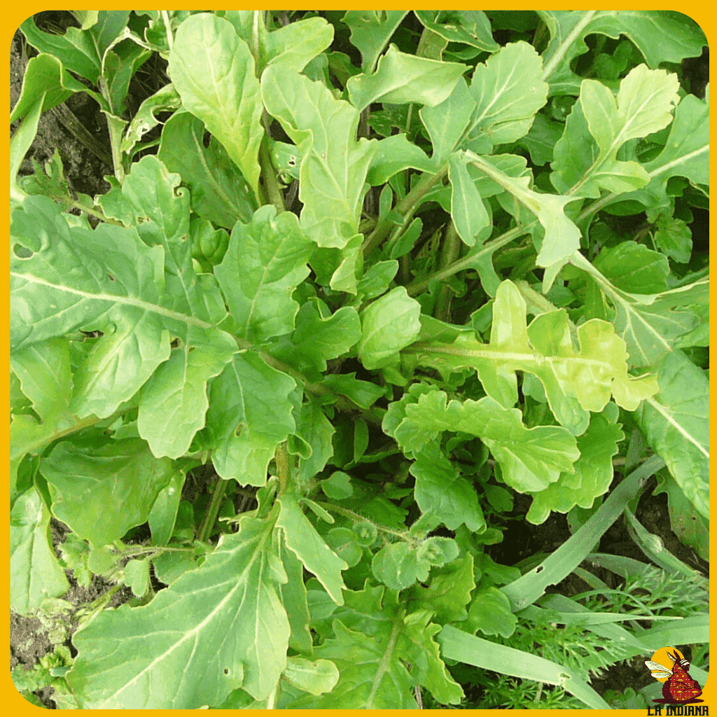 comprar semillas de rúcula