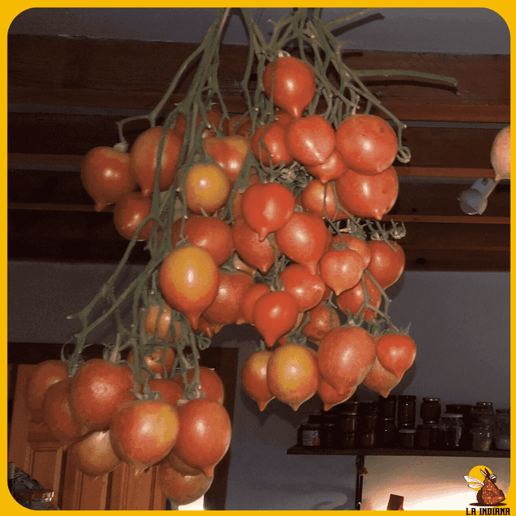comprar semillas tomate de colgar