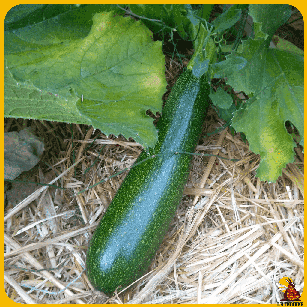comprar semillas de calabacín verde