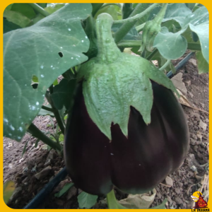 berenjena morada gigante